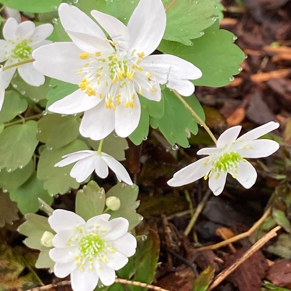 Meet your Posher, Susan - Picture 9 of 15